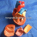 ISO Advanced corazón humano desmontable, modelo de corazón anatómico